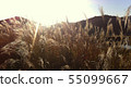 Miscanthus 55099667