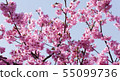 Cherry Blossoms	 55099736