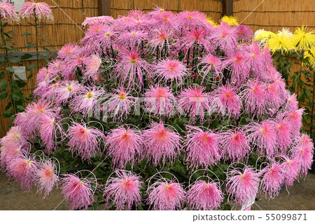 Yokohama Sankeien Garden Yokohama Sankeien Garden 55099871