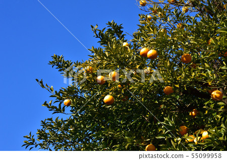 A low angle photo taken of yellow fruits on a citrus tree against a blue sky A low angle photo taken of yellow fruits on a citrus tree against a blue sky 55099958