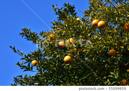 A low angle photo taken of yellow fruits on a citrus tree against a blue sky A low angle photo taken of yellow fruits on a citrus tree against a blue sky 55099959