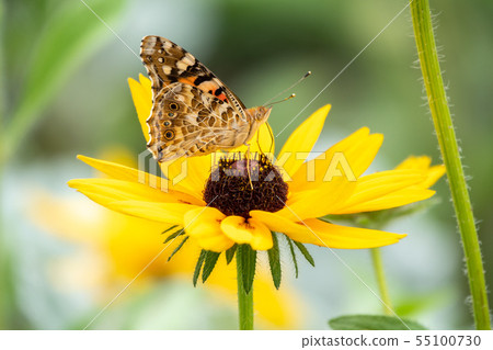 Butterfly Vanessa cardui sits on a yellow flower 55100730