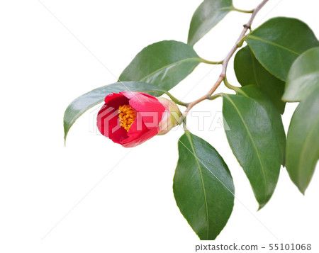 山茶花 山茶花 55101068
