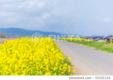 Beautiful flowers blooming in spring day beside Beautiful flowers blooming in spring day beside 55101128