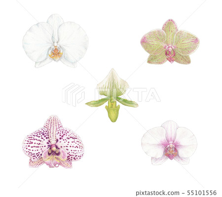 Illustration of orchids 55101556
