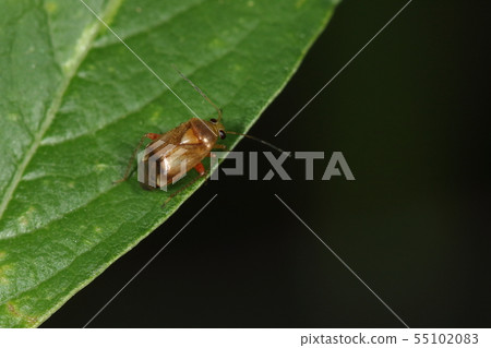 Creatures Insects Bluefin Hagikasumi, Hagi is attached, but citrus fruits are also considered as favorite food and considered to be a pest of mandarin orange Creatures Insects Bluefin Hagikasumi, Hagi is attached, but citrus fruits are also considered as favorite food and considered to be a pest of mandarin orange 55102083