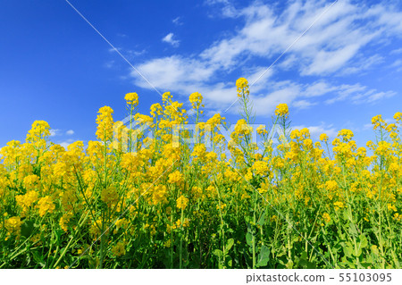 A rape field that shines on a clear day 55103095