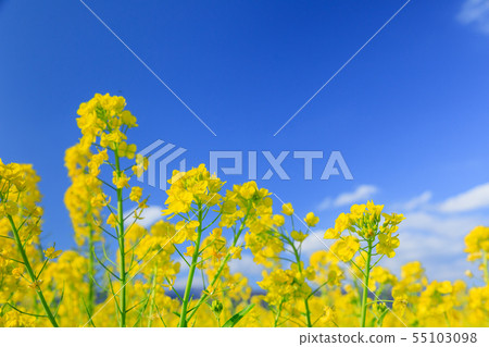 A rape field that shines on a clear day A rape field that shines on a clear day 55103098