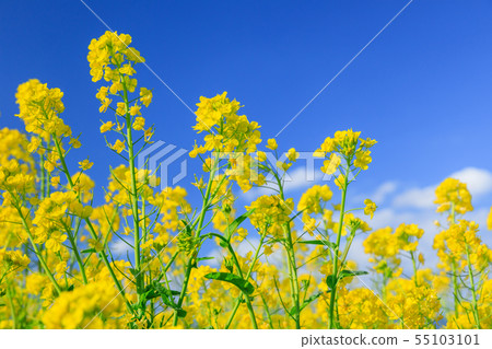 油菜田在晴朗的日子裡閃耀 55103101