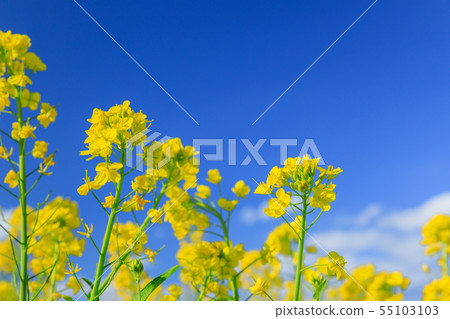 油菜田在晴朗的日子裡閃耀 55103103