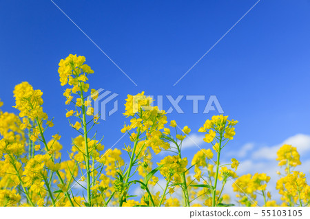 油菜田在晴朗的日子裡閃耀 55103105