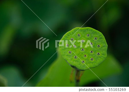 Lotus leaf Lotus leaf 55103269