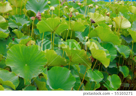 Lotus leaf Lotus leaf 55103271