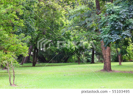 tree garden care in public park 55103495