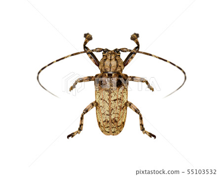 Image of Moechotypa beetle(Longhorn). Insect. 55103532
