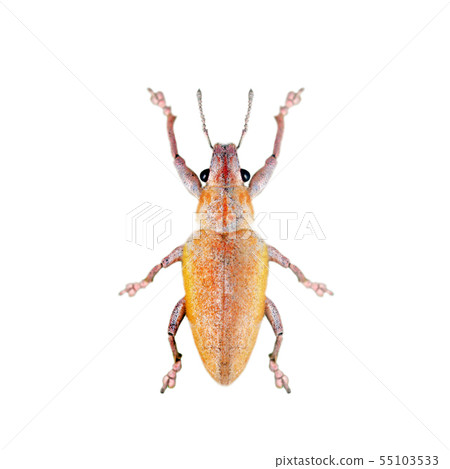 Image of Leaf Eating Weevil (Hypomeces squamosus) 55103533