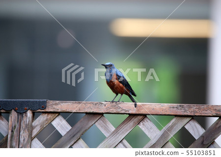 藍石畫眉♂ 55103851