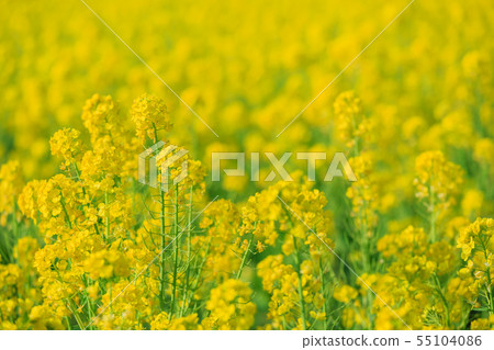 強姦開花領域圖像 55104086