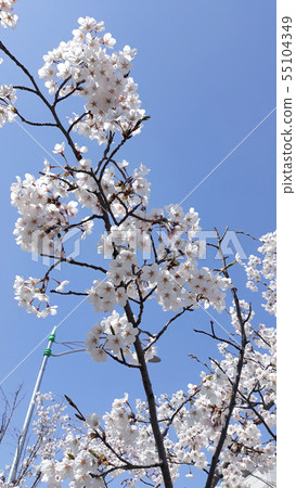 Cherry Blossom 55104349