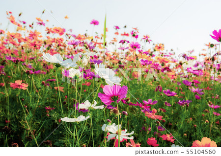 Colorful cosmos in winter. Colorful cosmos in winter. 55104560