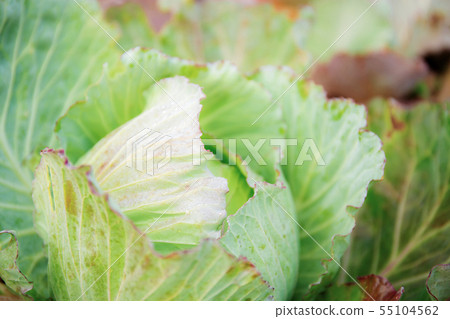 Cabbage on plantation. Cabbage on plantation. 55104562