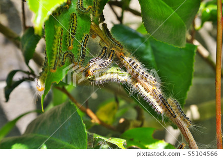 充滿毛毛蟲的毒毛 充滿毛毛蟲的毒毛 55104566