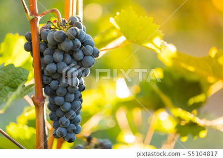 Bunch of grapes on a vineyard during sunset. Bunch of grapes on a vineyard during sunset. 55104817