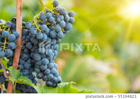 Bunch of grapes on a vineyard during sunset. 55104821