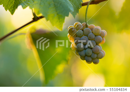Bunch of grapes on a vineyard during sunset. Bunch of grapes on a vineyard during sunset. 55104834