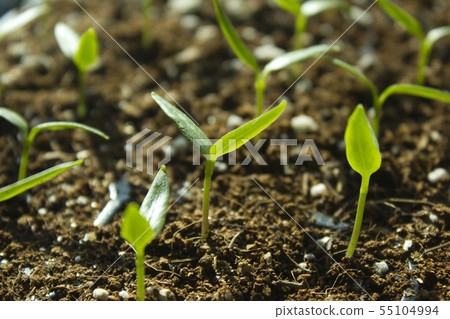 sprout sprout 55104994