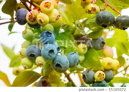 Close up view at garden blueberry 55105072