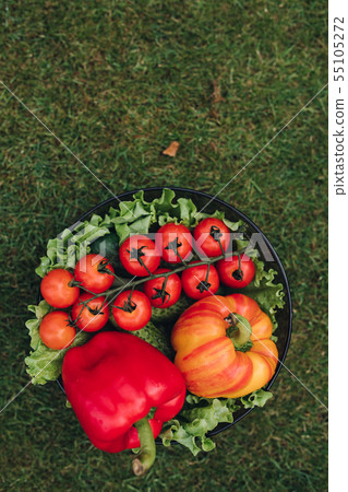 Selective focus of healthy red and yellow peppers Selective focus of healthy red and yellow peppers 55105272