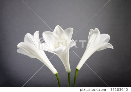白百合佛花 55105640