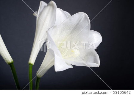 White lily Buddha flower 55105642