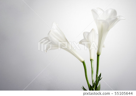 白百合佛花 55105644