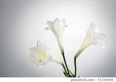 White lily Buddha flower 55105646