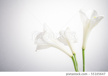 White lily Buddha flower 55105647