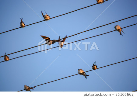 The Swallows, Martins And Saw-Wings, Or The Swallows, Martins And Saw-Wings, Or 55105662
