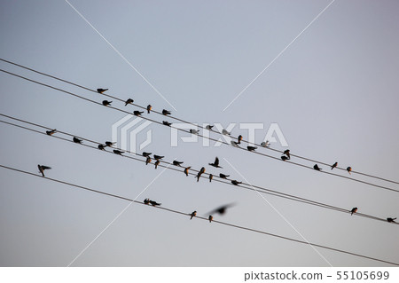 The Swallows, Martins And Saw-Wings, Or 55105699