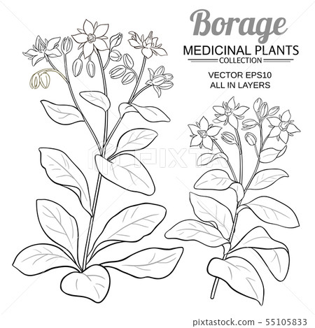 borage flower drawing