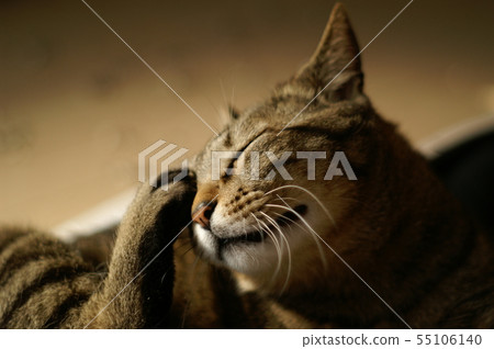 貓用後腿抓臉(2) 貓用後腿抓臉(2) 55106140