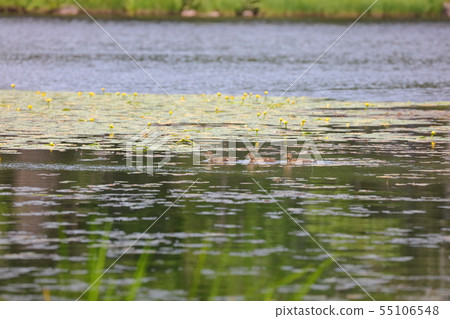 Three chicks of duck _ Shiretoko five lakes _ Three lakes Three chicks of duck _ Shiretoko five lakes _ Three lakes 55106548