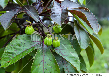 Close up of Castor plant. 55106730
