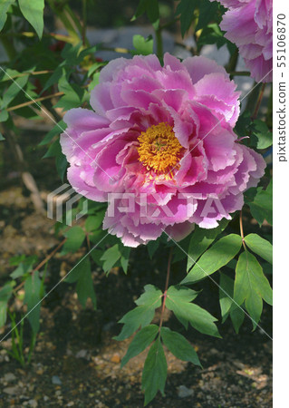 Peony Peony 55106870