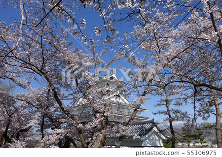 Cherry blossoms and Kamiyama Castle in full bloom 55106975