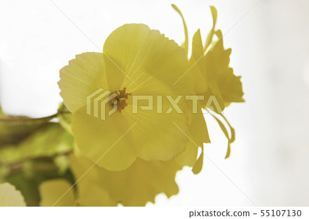 黃色秋海棠的質地被很好地描繪。尺寸越大，質地越好。白色背景 55107130