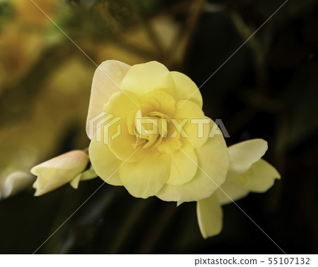 它是精確拍攝的黃色秋海棠。紋理描繪得很好。尺寸越大，質地越好。 55107132