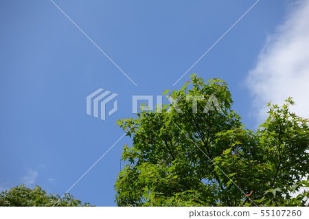 Fresh green, blue maple 55107260