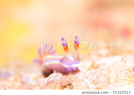 Ribbon limp 55107811