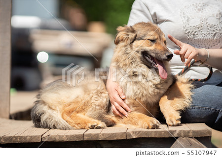 Photo of dog and woman in jeans sitting on wooden bench on blurred background on street 55107947